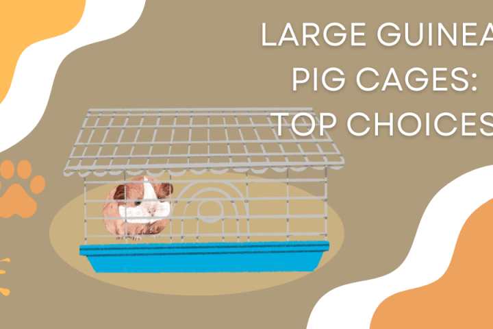 Best Cages For Guinea Pigs Top Picks