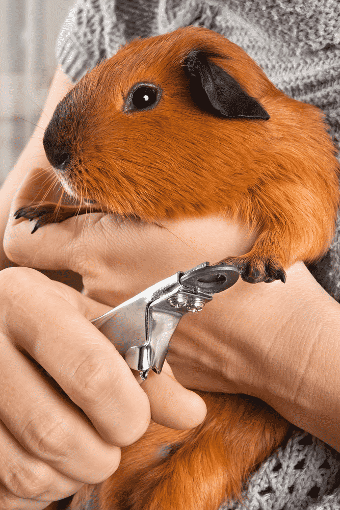 Guinea Pig Nail Clippers