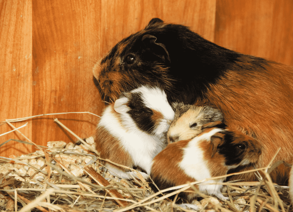 loussi guinea pig try to sleep with babies