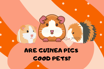Are Guinea Pigs Good Pets