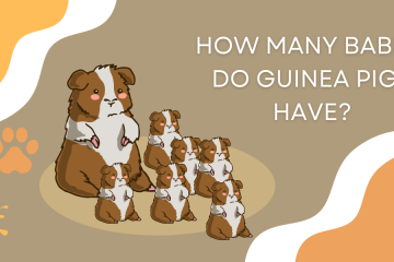 How Many Babies Do Guinea Pigs Have