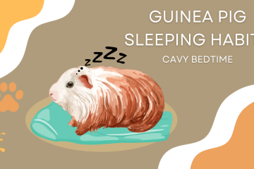 guinea pig sleeping