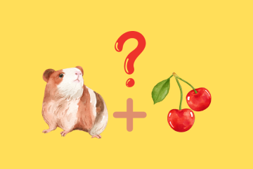 can guinea pigs eat cherries