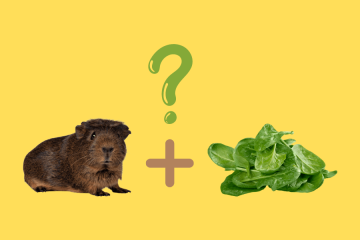 can guinea pigs eat spinach