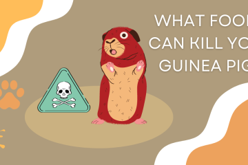 foods can kill your guinea pigs