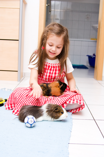 my daughter, play with two of our guinea pigs on a Ceramic floor. 