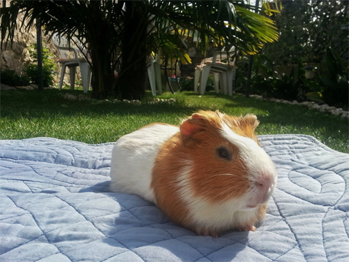 my guinea pig relaxed in the garden after a long travel