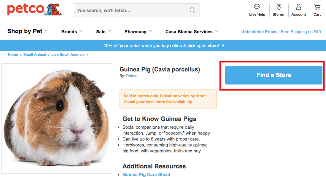shop to buy online guinea pig