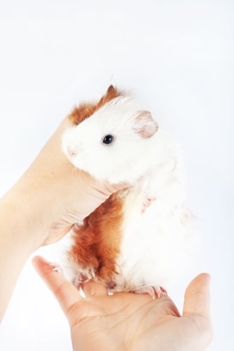 Do guinea pigs eat their babies if you touch them