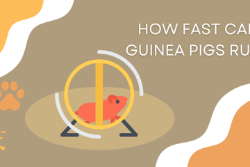 How fast can guinea pigs run