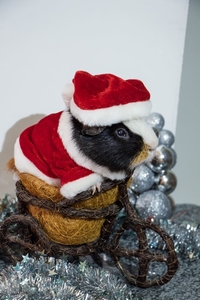 Loussi cavy with Christmas decoration and Christmas hat