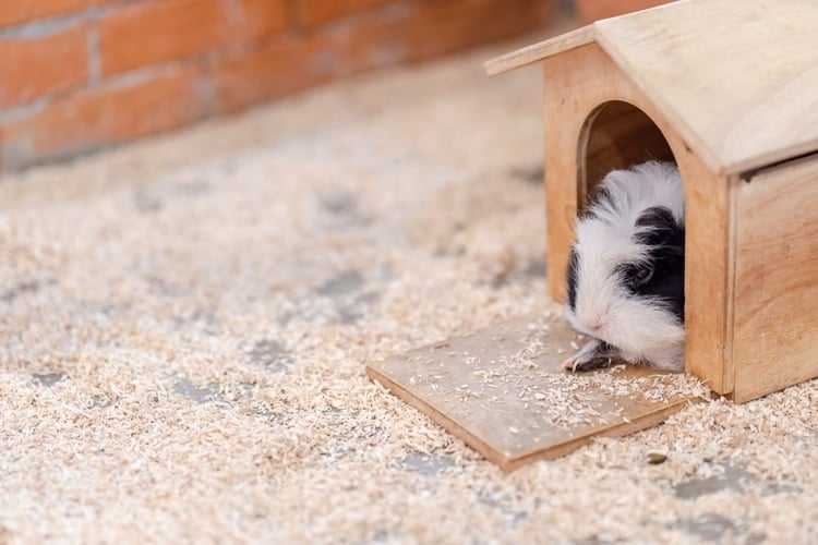 When is the best time to separate Newborn guinea pigs?