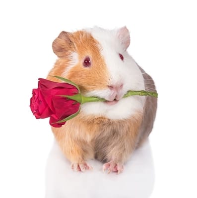 can guinea pigs eat roses