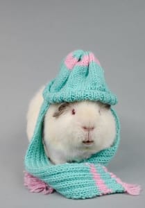 guinea pig is cold