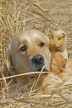 guinea pig with dogs