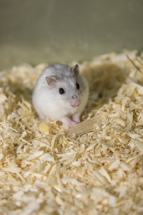 https://www.shutterstock.com/image-photo/two-funny-hamsters-eats-on-white-127744130