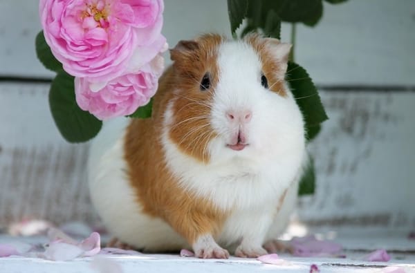 my guinea pig Kim with roses