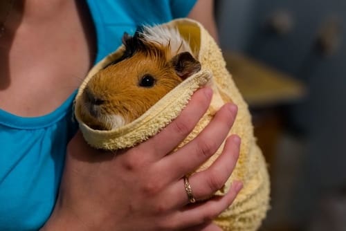 my-wife give our guinea pig a bath