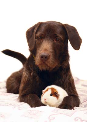 Are guinea pigs safe around dogs