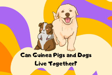 can guinea pigs and dogs live together