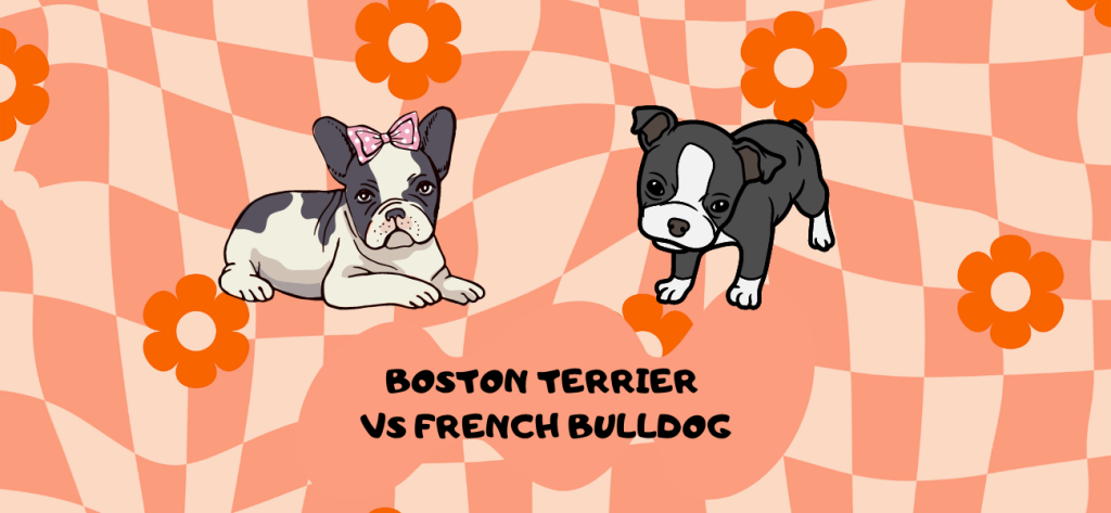 Boston Terrier vs French Bulldog