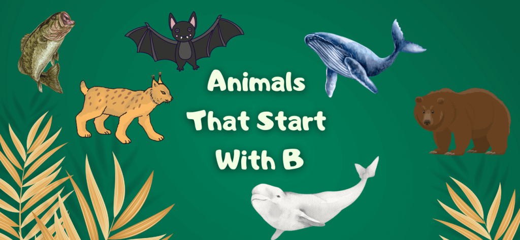 Animals That Start With B