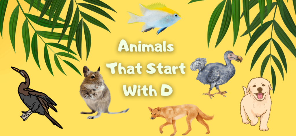 Animals That Start With D