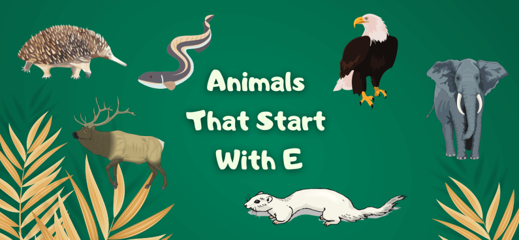 Animals That Start With E