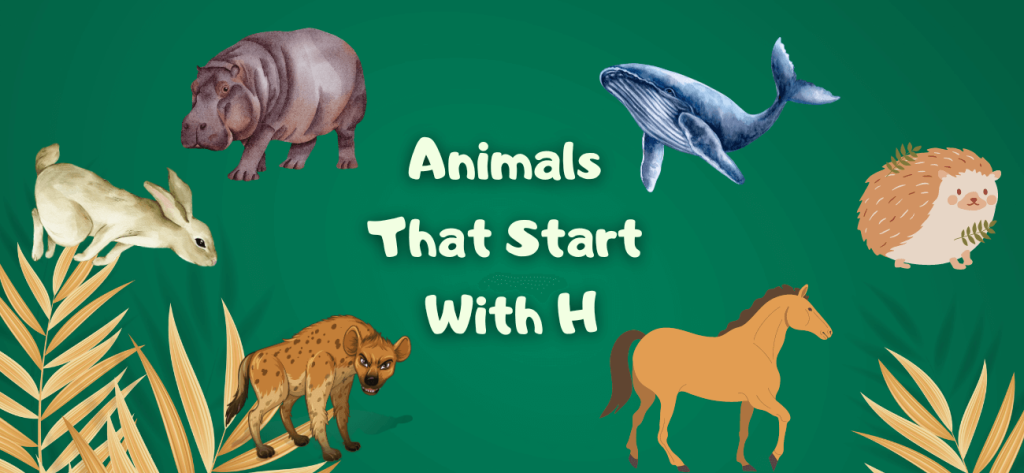 Animals That Start With H