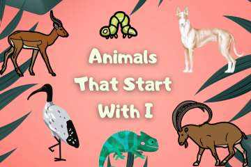 Animals That Start With I