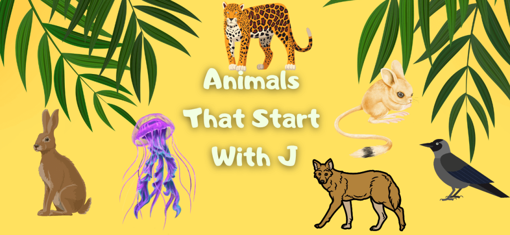 Animals That Start With J