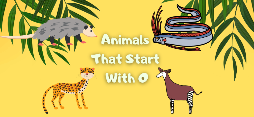 animals that start with o