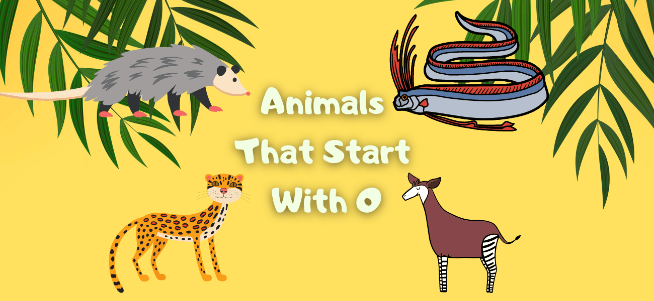 Animals That Start With O