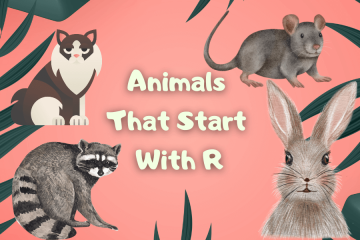 animals that start with r