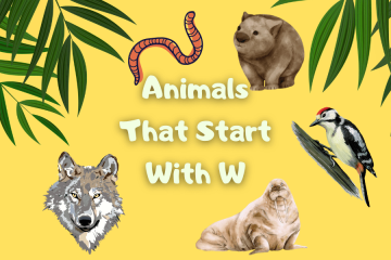 animals that start with w