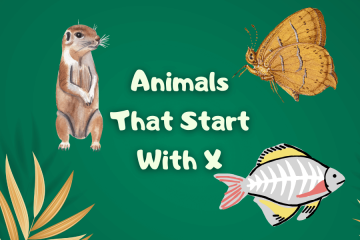 animals that start with x