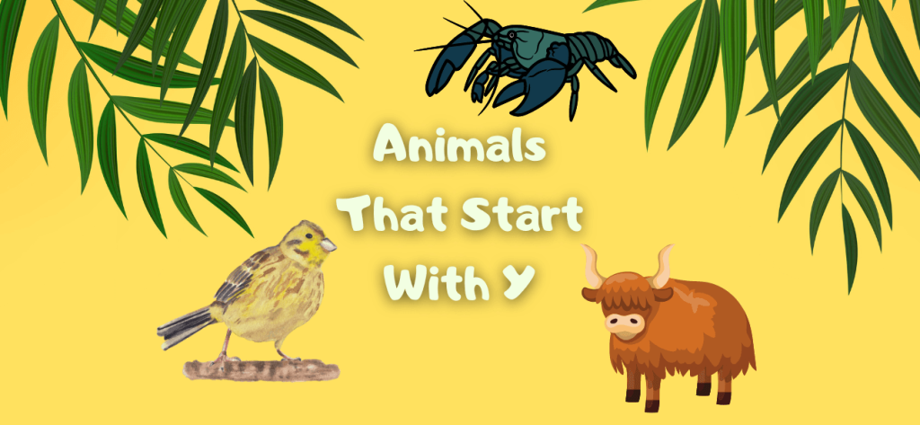 animals that start with y