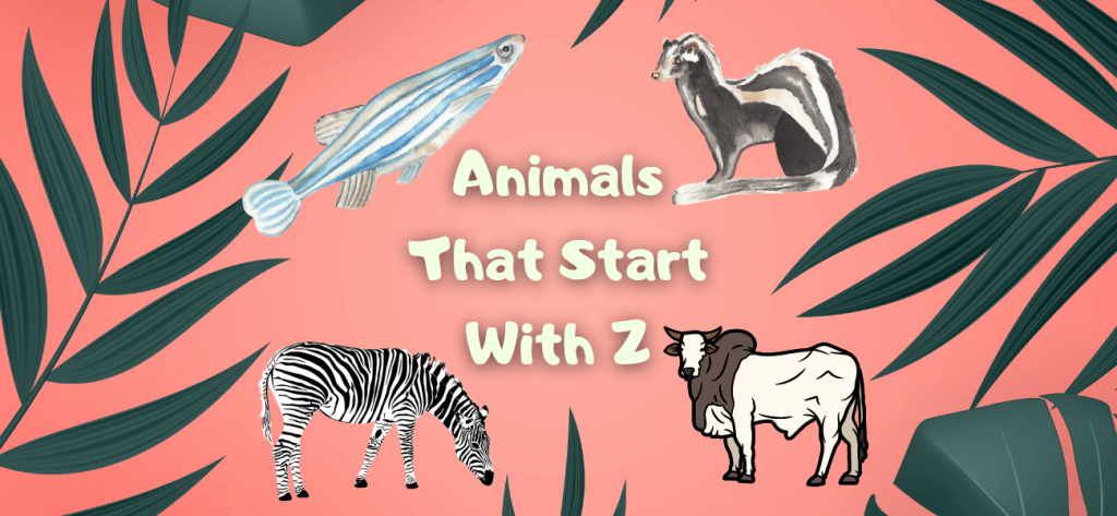 animals that start with z