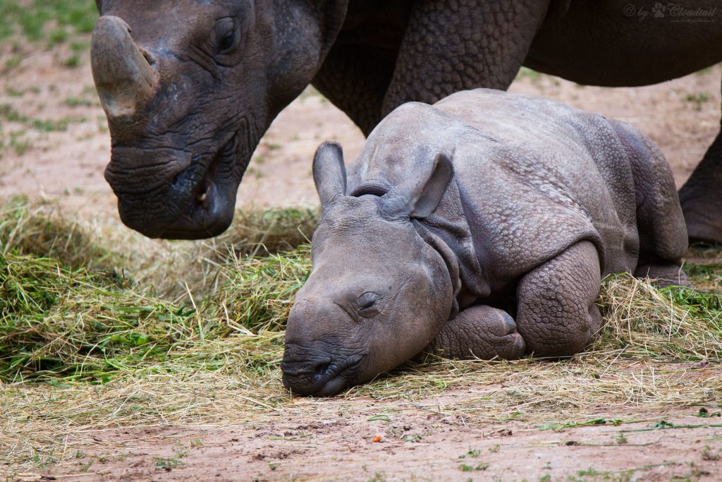 Baby Rhino lays down next to mother Rhinoceros