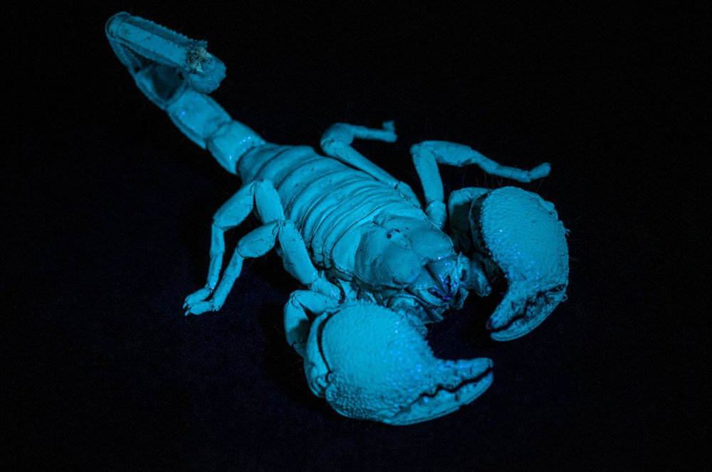 Scorpions often glow green or blue when exposed to ultra-violent light