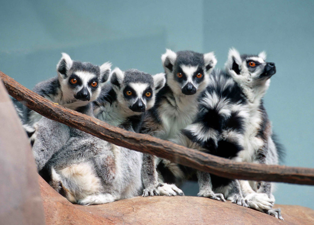 Lemur family gathers together closely at the Boise Zoo