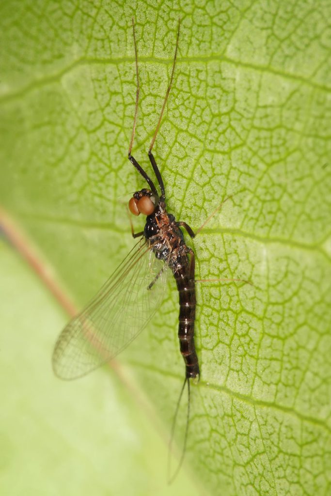 A mayfly sitting on a green leaf