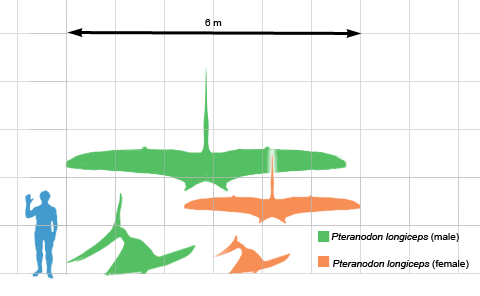 Scale comparison of a human to a pteranodon