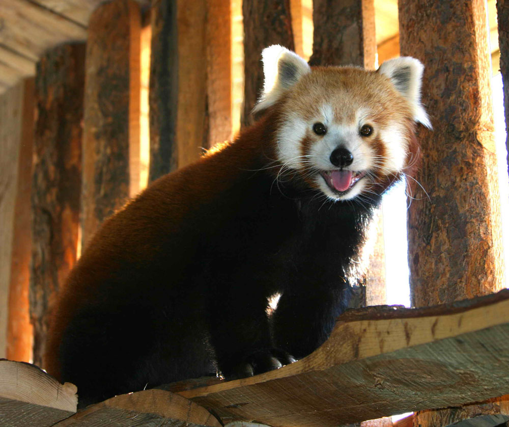 A Red Panda at the Zoo in Boise Idaho