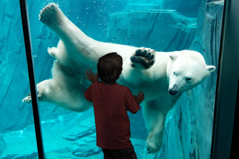 Kid looking at a polar bear underwater at the St. Louis Zoo
