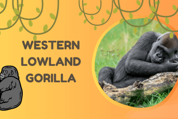 Western Lowland Gorilla