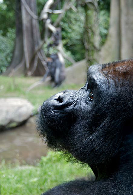 Western Lowland gorilla looking up