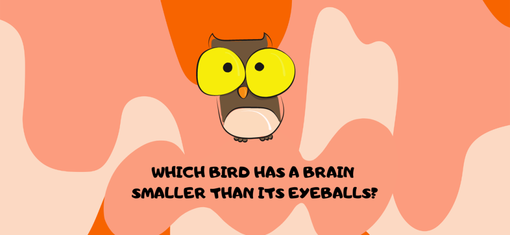 Which bird has a brain smaller than either of its eyeballs