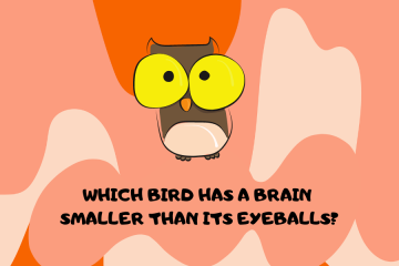 Which bird has a brain smaller than either of its eyeballs