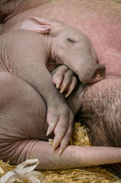 Baby aardvark rests on his mother's belly